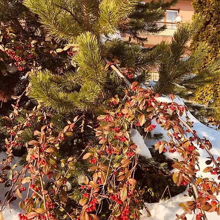 אתר נופש Termal Star Complex *